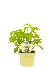 Champignonurt økologisk, 12 cm